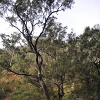 River Oak